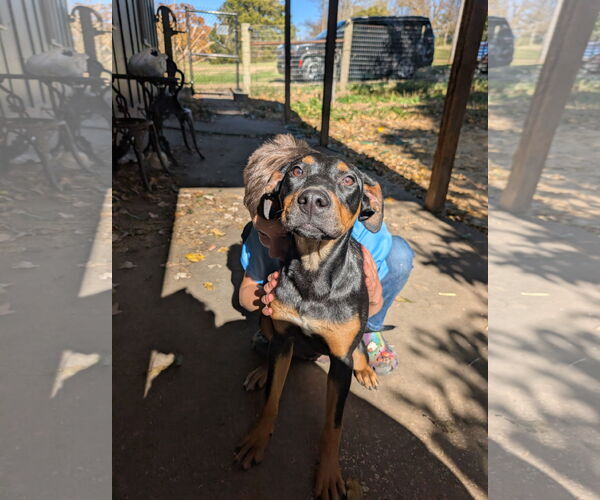 Medium Photo #2 Mutt Puppy For Sale in Overland Park, KS, USA