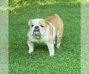 Mother of the English Bulldog puppies born on 11/12/2025
