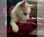 Small Photo #6 Siberian Husky Puppy For Sale in CELEBRATION, FL, USA