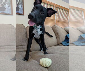 Borador Dogs for adoption in Plainfield, IL, USA