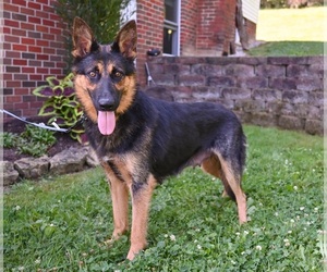 Mother of the German Shepherd Dog puppies born on 06/21/2025