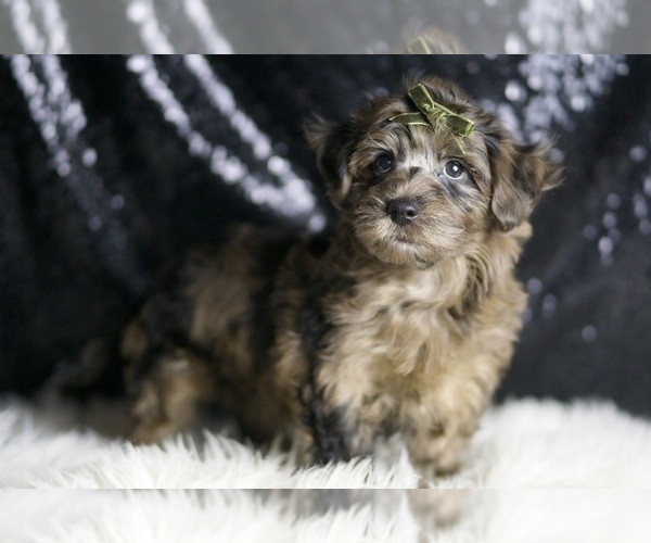 Medium Photo #4 YorkiePoo Puppy For Sale in WARSAW, IN, USA