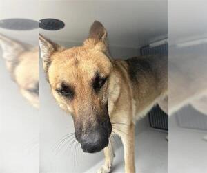 German Shepherd Dog Dogs for adoption in Houston, TX, USA