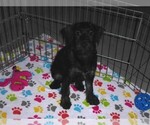 Small #5 Schnoodle (Miniature)