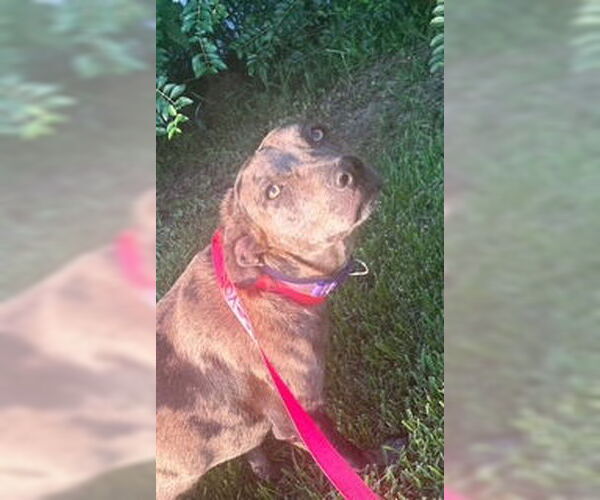 Medium Photo #7 Catahoula Leopard Dog-Unknown Mix Puppy For Sale in Oakhurst, NJ, USA
