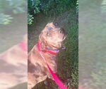 Small #6 Catahoula Leopard Dog Mix