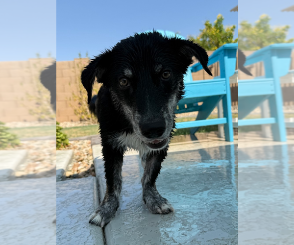 Medium Photo #4 Dachshund-Huskies  Mix Puppy For Sale in Phoenix, AZ, USA