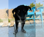 Small #3 Dachshund-Huskies  Mix