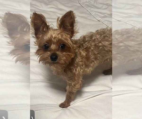 Medium Photo #1 YorkiePoo Puppy For Sale in PORT SAINT LUCIE, FL, USA