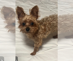 Small Photo #1 YorkiePoo Puppy For Sale in PORT SAINT LUCIE, FL, USA