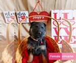 Small Photo #4 German Shepherd Dog Puppy For Sale in COWGILL, MO, USA