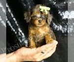 Puppy Jameson AKC Poodle (Miniature)