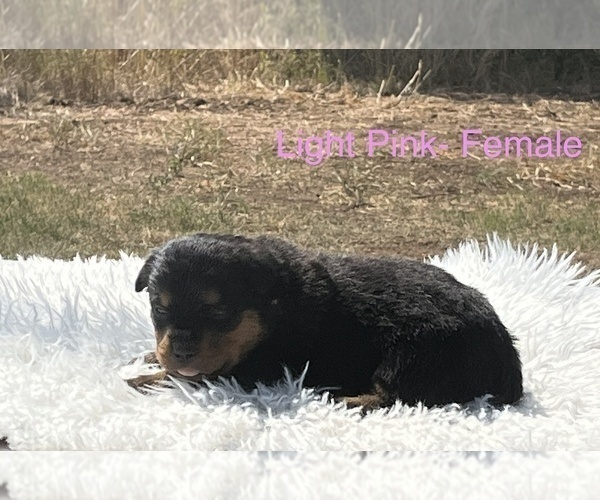 Medium Photo #7 Rottweiler Puppy For Sale in FORT WORTH, TX, USA