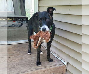 Labrador Retriever Dogs for adoption in Minneapolis, MN, USA
