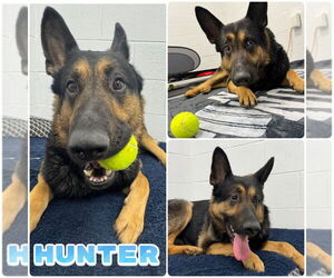 Medium German Shepherd Dog