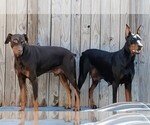 Litter of 2 - Male(s) and Female(s) Doberman PinscherLitter of Puppies for Sale - Photo #10