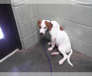 Pointer-Unknown Mix Dogs for adoption in Tulsa, OK, USA