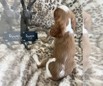 Small #8 Cavalier King Charles Spaniel