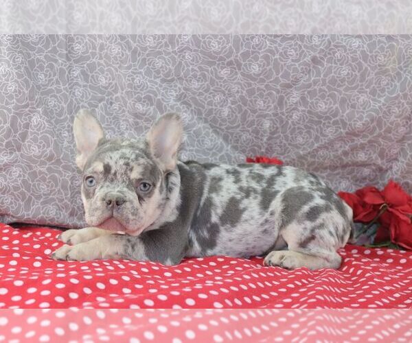 Medium Photo #2 French Bulldog Puppy For Sale in WOOSTER, OH, USA