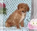 Small Photo #3 Maltipoo Puppy For Sale in RISING SUN, MD, USA