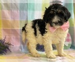 Small Photo #2 Bernedoodle Puppy For Sale in LANCASTER, PA, USA