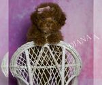 Small #5 Maltipoo (Miniature)