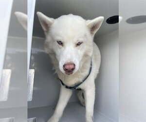 Siberian Husky-Unknown Mix Dogs for adoption in Houston, TX, USA