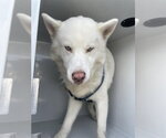 Small Siberian Husky Mix