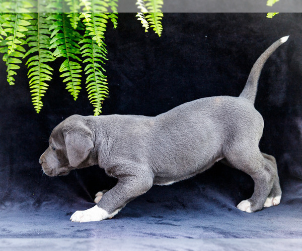 Medium Photo #17 Great Dane Puppy For Sale in WAKARUSA, IN, USA