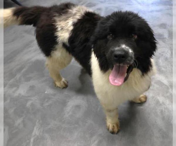 Medium Photo #1 Border Collie-Unknown Mix Puppy For Sale in Thief River Falls, MN, USA