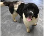 Small Border Collie Mix
