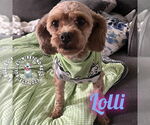 Small #3 Cavalier King Charles Spaniel Mix