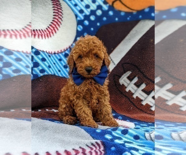 Medium Photo #3 Poodle (Miniature) Puppy For Sale in KINZERS, PA, USA