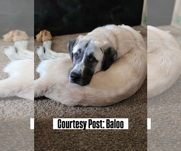 Medium Photo #1 Anatolian Pyrenees Puppy For Sale in Bountiful, UT, USA