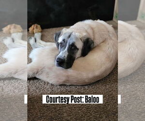 Anatolian Pyrenees Dogs for adoption in Bountiful, UT, USA