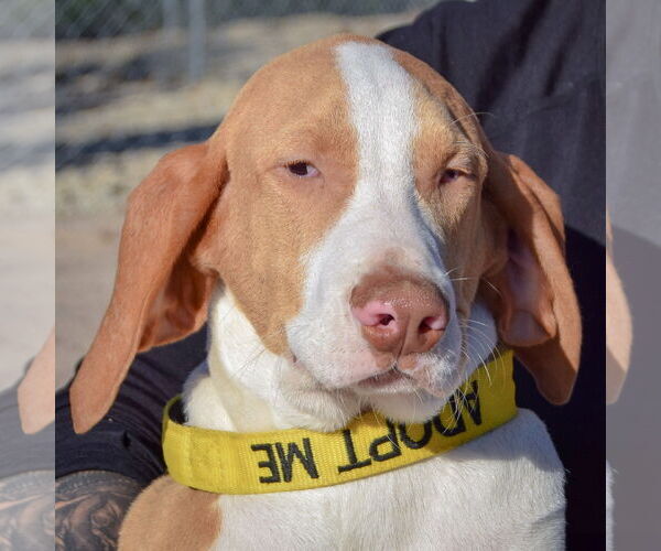 Medium Photo #1 American Foxhound-Redbone Coonhound Mix Puppy For Sale in Huntley, IL, USA