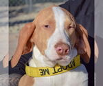 Small American Foxhound-Redbone Coonhound Mix