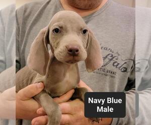 Weimaraner Puppy for sale in BERESFORD, SD, USA