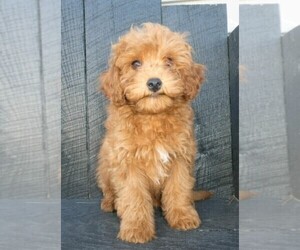 Cavapoo-Poodle (Standard) Mix Puppy for sale in FREDERICKSBURG, OH, USA