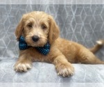 Small Photo #9 Labradoodle Puppy For Sale in LAKELAND, FL, USA