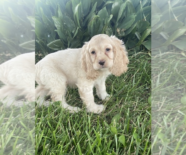 Medium Photo #4 Cocker Spaniel Puppy For Sale in CANOGA, NY, USA
