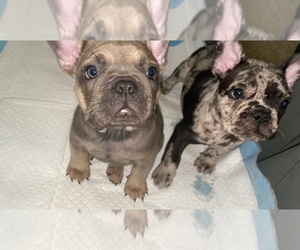 French Bulldog Puppy for sale in PALMDALE, CA, USA