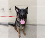 Small #1 German Shepherd Dog