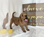 Small #4 Goldendoodle (Miniature)