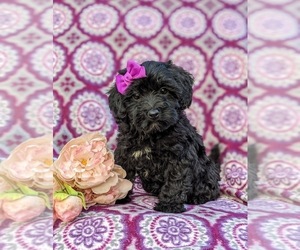 Poodle (Miniature) Puppy for sale in OXFORD, PA, USA
