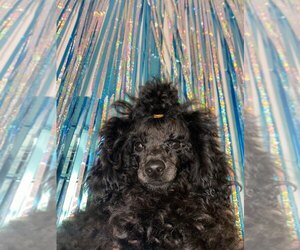 Poodle (Toy) Puppy for sale in MORGANTOWN, WV, USA