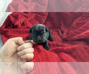 French Bulldog Puppy for sale in LA VALLE, WI, USA