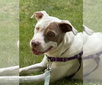 Small #10 American Staffordshire Terrier-Labrador Retriever Mix
