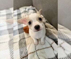 Chihuahua-Unknown Mix Dogs for adoption in Mooresville, NC, USA