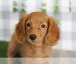 Image preview for Ad Listing. Nickname: Litter of 2